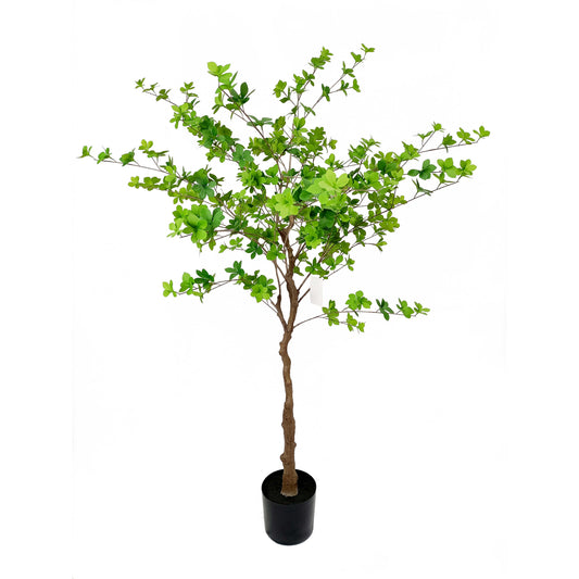 Enkianthus-KA0213-H180cm-5.91feet