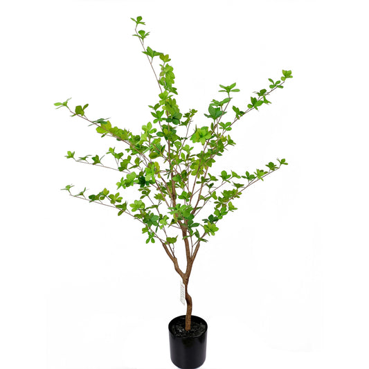 Enkianthus-KA0225-H130cm-4.27feet