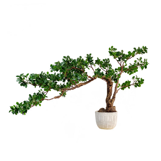 Ficus tree-KA0243-H80cm-2.62feet