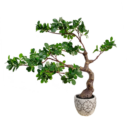 Ficus tree-KA0244-H60cm-1.97feet