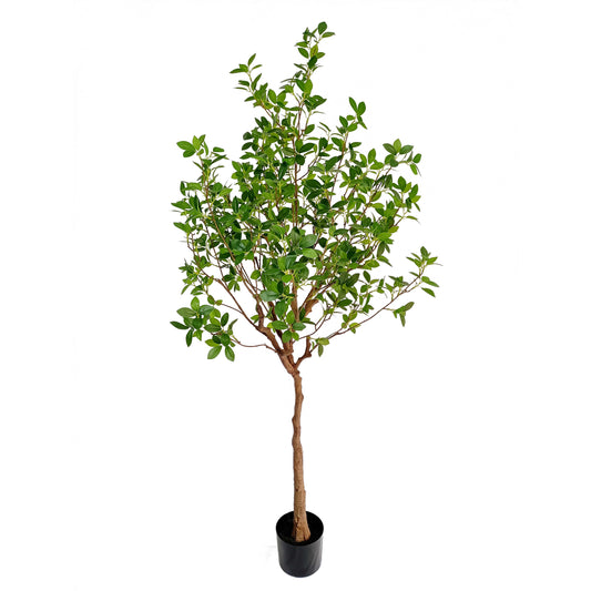 Ficus tree-KA0261-H170cm-5.58feet