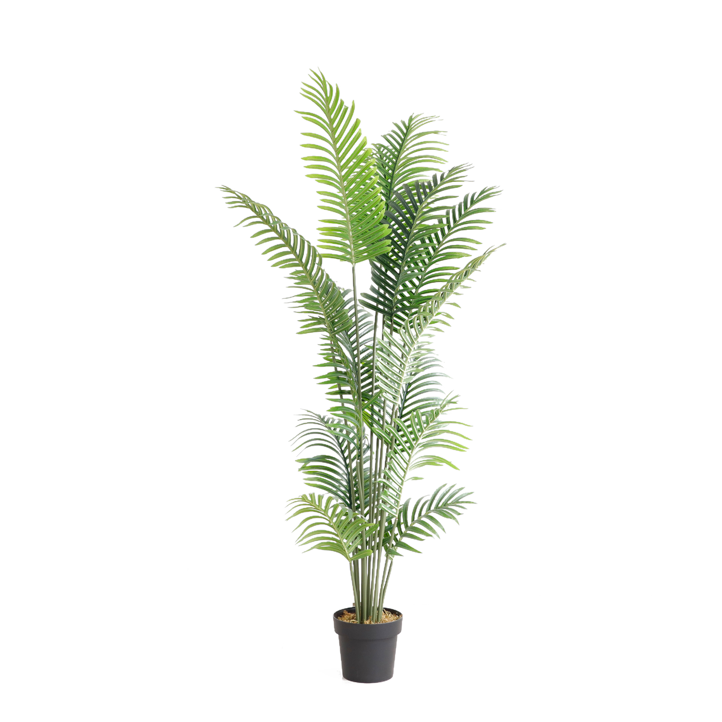 KA0002-PALM TREE-H168cm
