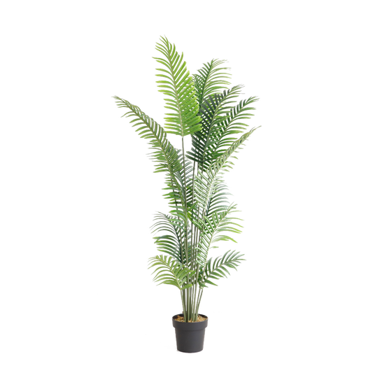 KA0002-PALM TREE-H168cm