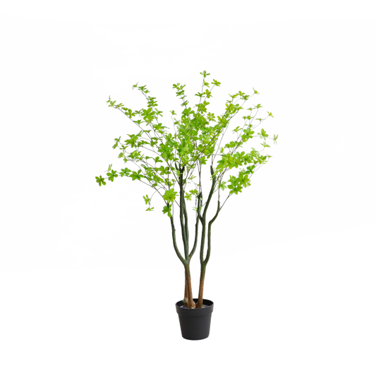 KA0013-Enkianthus quinqueflorus-H140cm