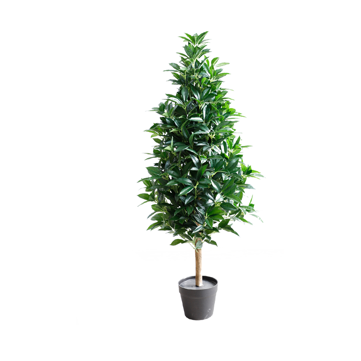 KA0024-Laurel tree-H120cm