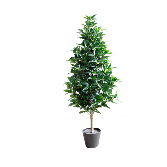 KA0024-Laurel tree-H120cm