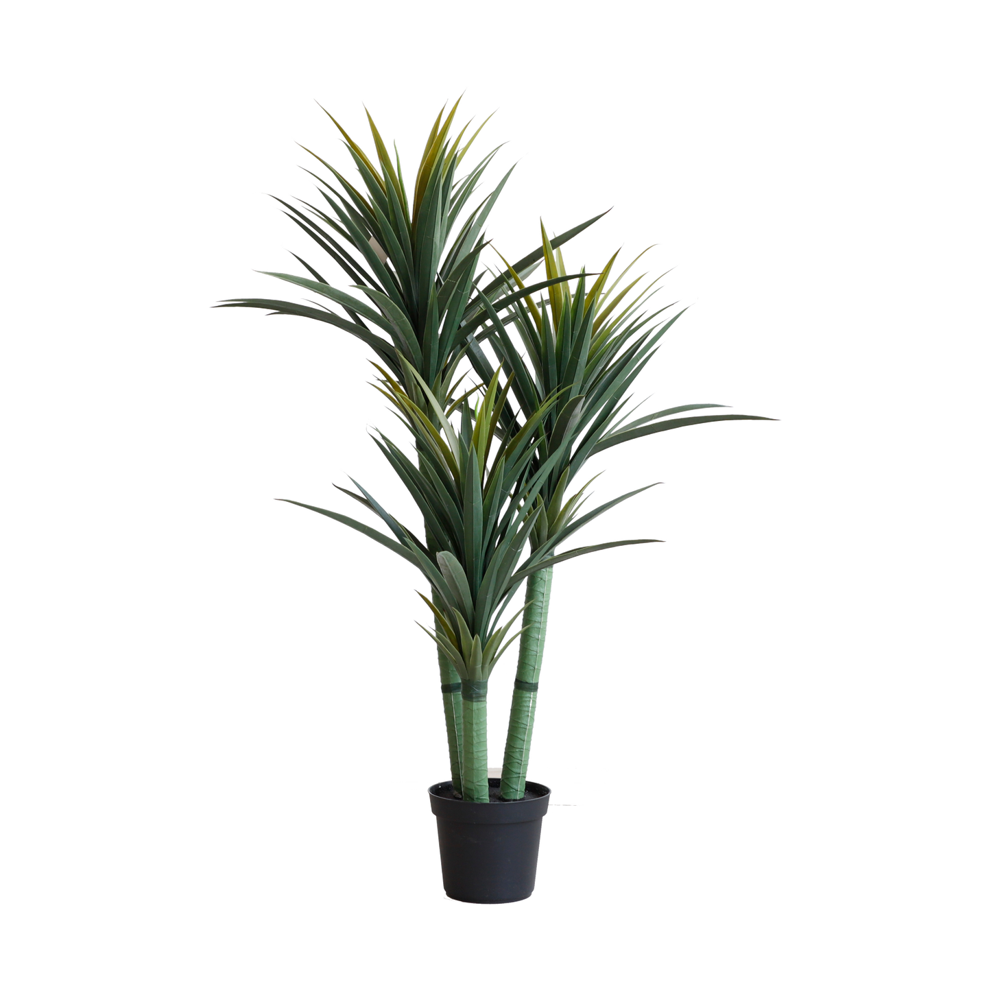 KA0046-Dracaena draco-H130cm