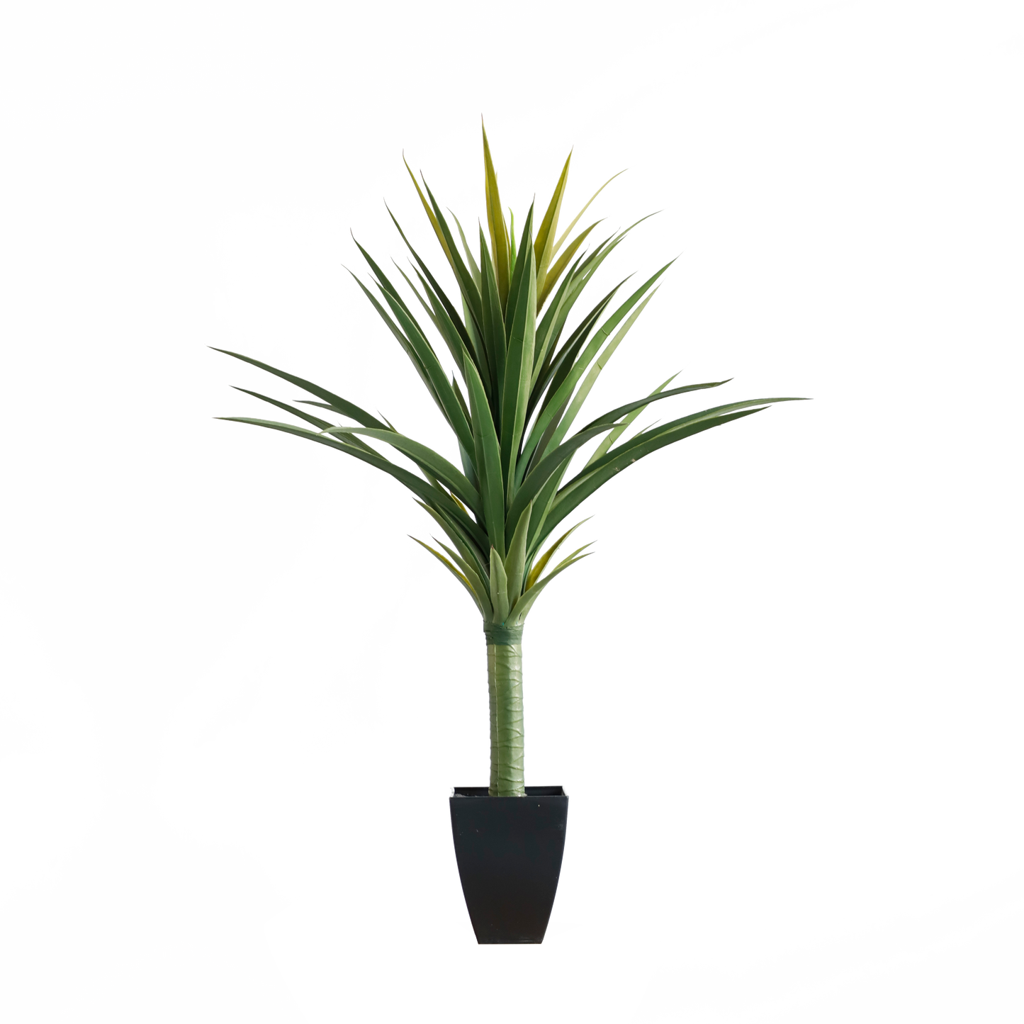 KA0047-Dracaena draco-H92cm