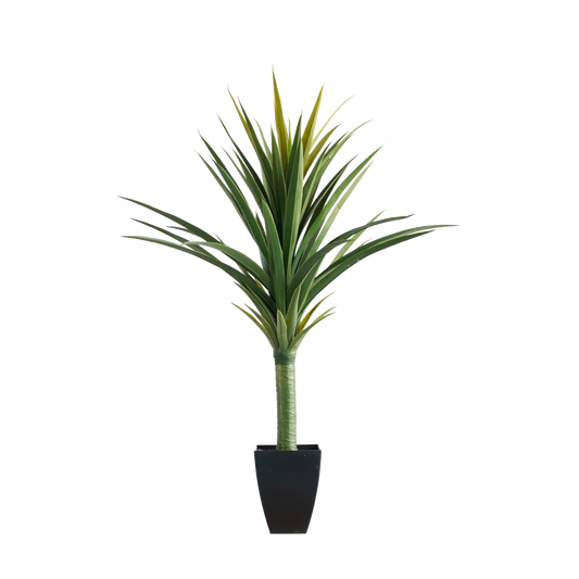 KA0047-Dracaena draco-H92cm