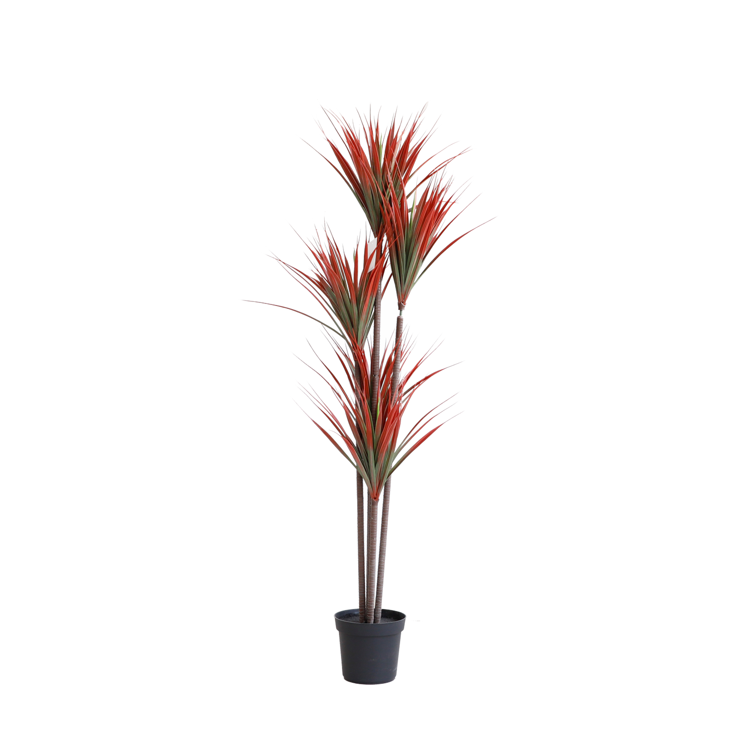KA0048-Dracaena draco-H160cm