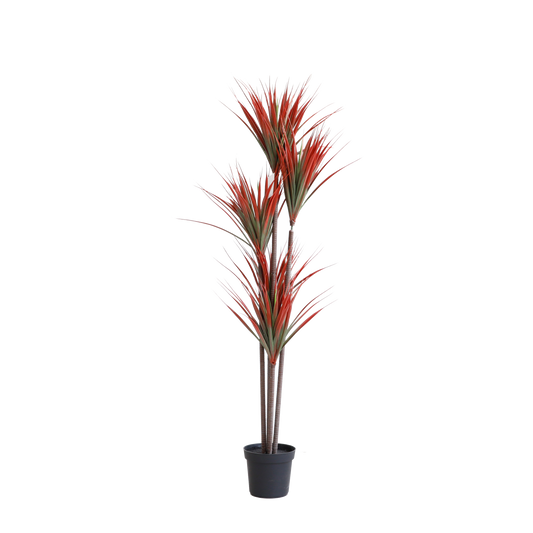 KA0048-Dracaena draco-H160cm