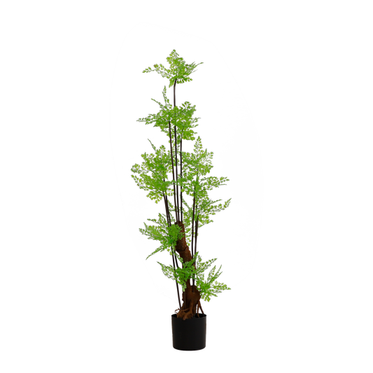 KA0057-Ferm tree-H150cm