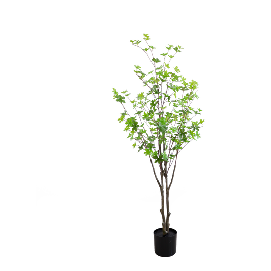 KA0060-Enkianthus quinqueflorus-H120cm