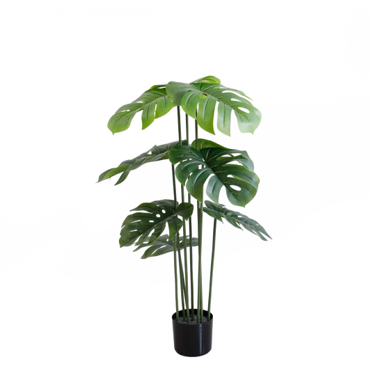 KA0064-Monstera-H120cm