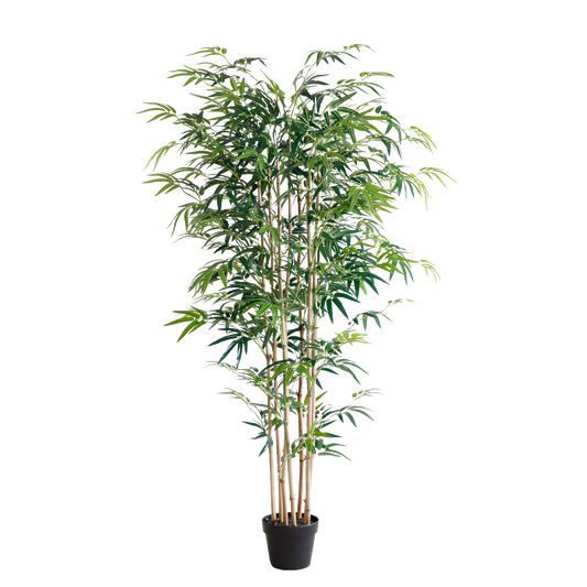 KA0069-Bamboo-H180cm