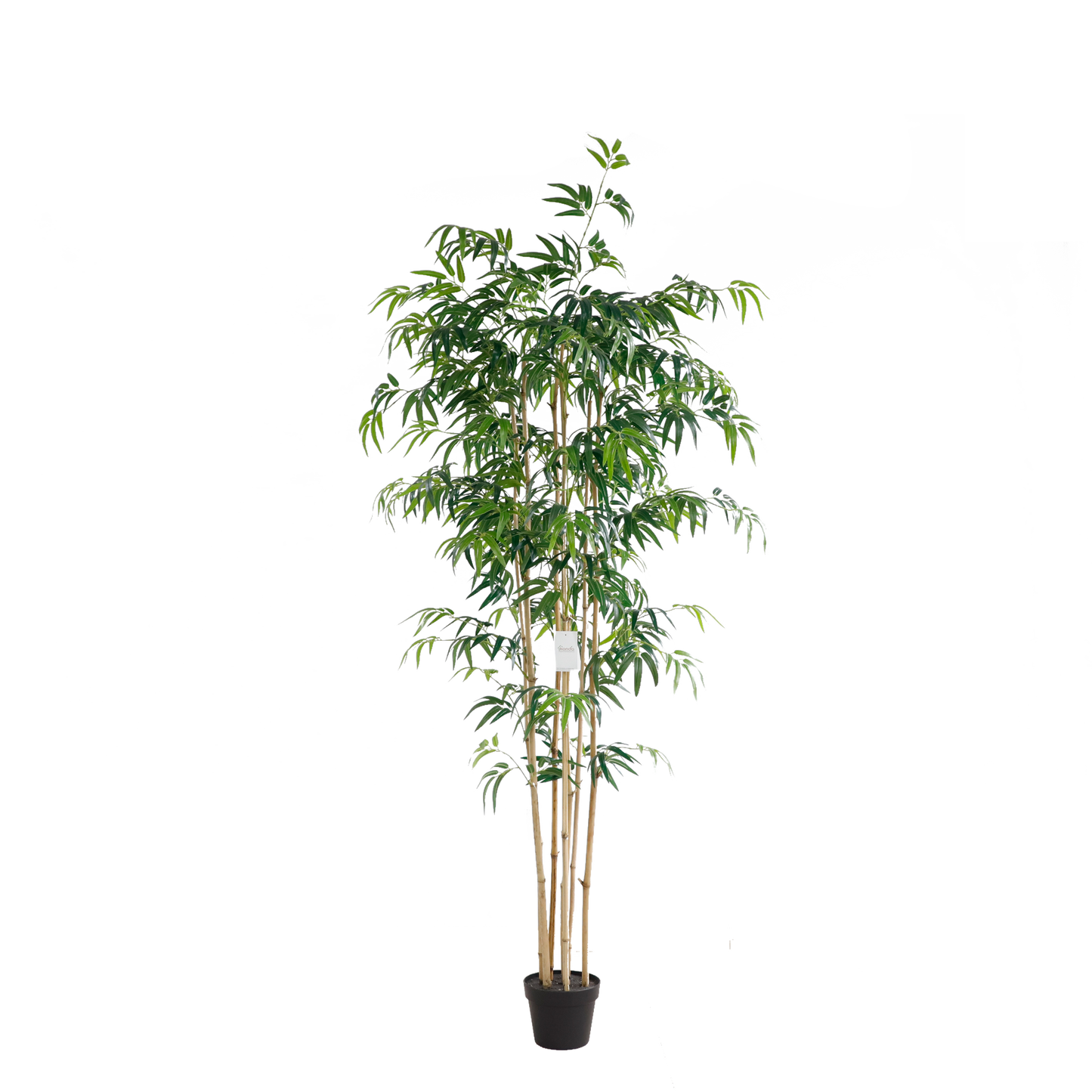 KA0070-Bamboo-H210cm