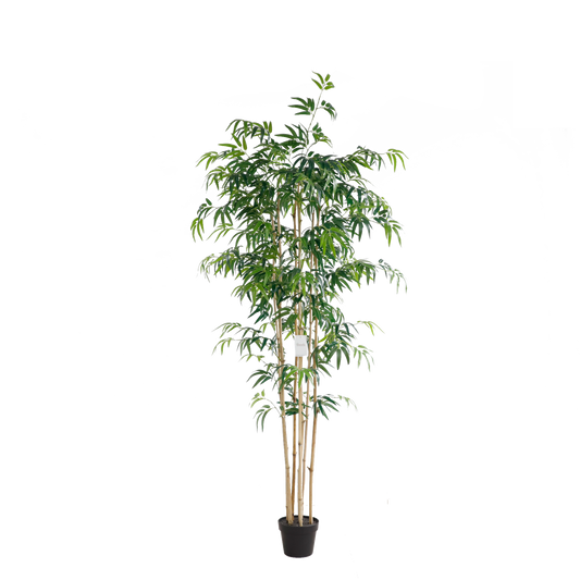 KA0070-Bamboo-H210cm