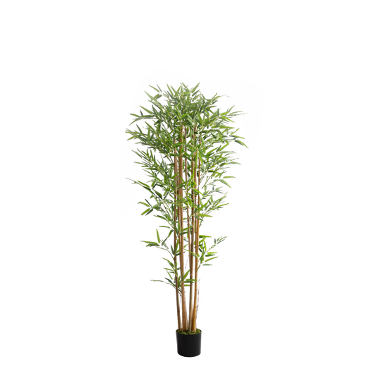 KA0075-Bamboo-H180cm