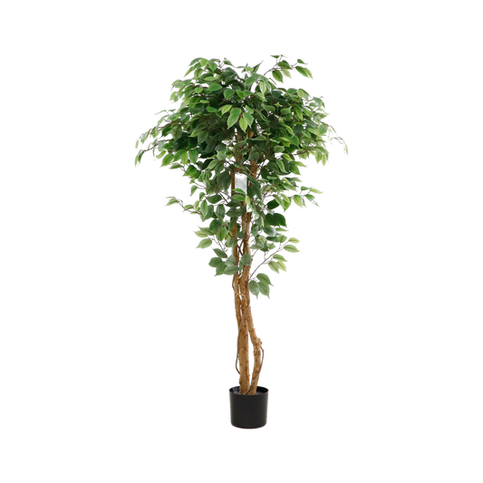 KA0079-Ficus tree-H150cm