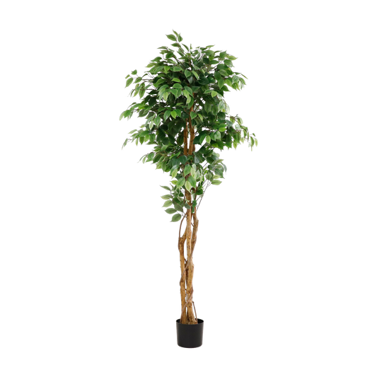 KA0080-Ficus tree-H180cm