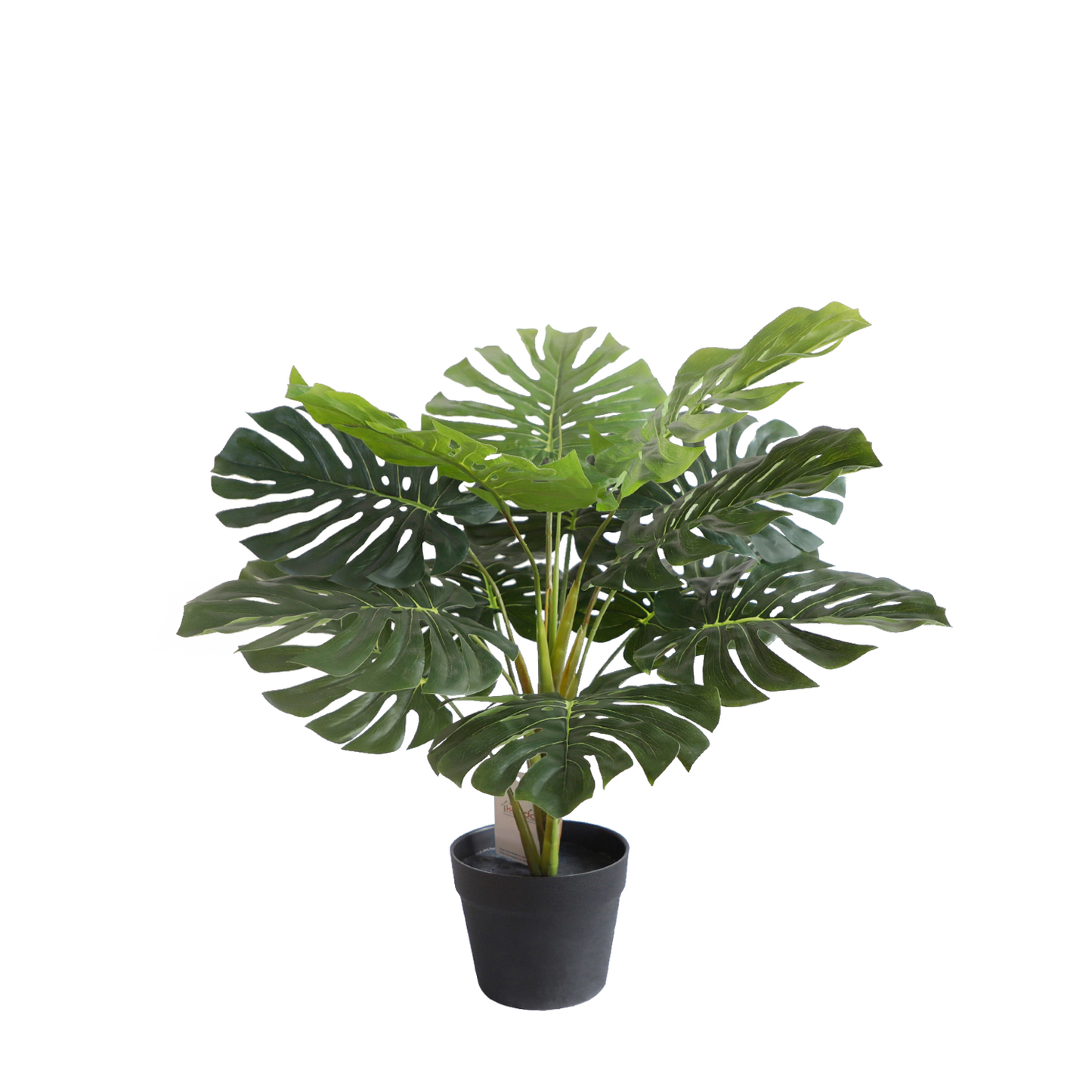KA0082-Monstera-H70cm