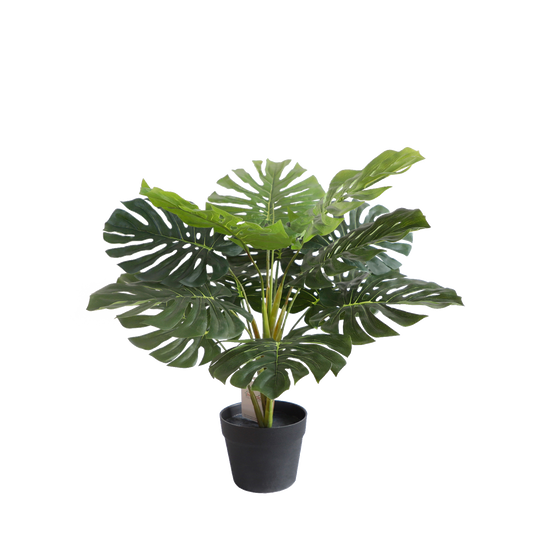 KA0082-Monstera-H70cm