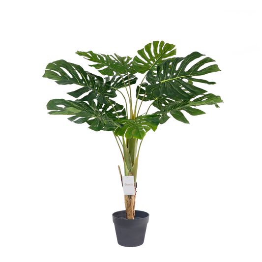 KA0083-Monstera-H110cm