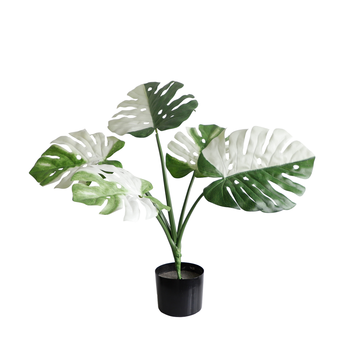 KA0084-Monstera-H48cm
