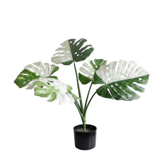 KA0084-Monstera-H48cm