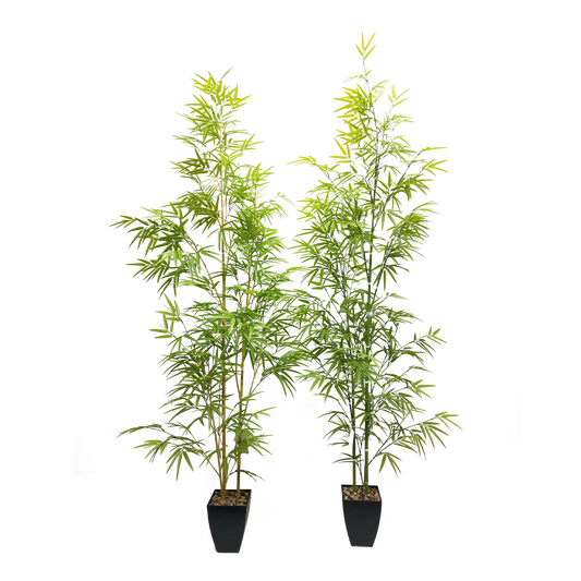 KA0088-Bamboo-H175cm