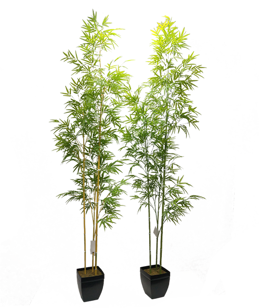 KA0089-Bamboo-H220cm