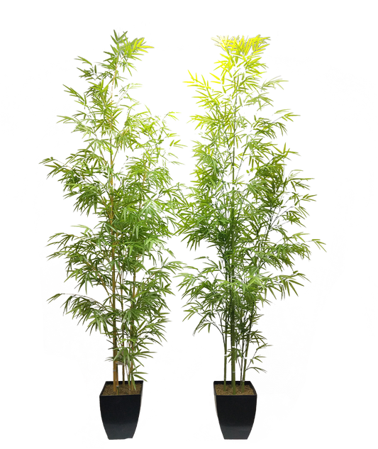 KA0090-Bamboo-H220cm