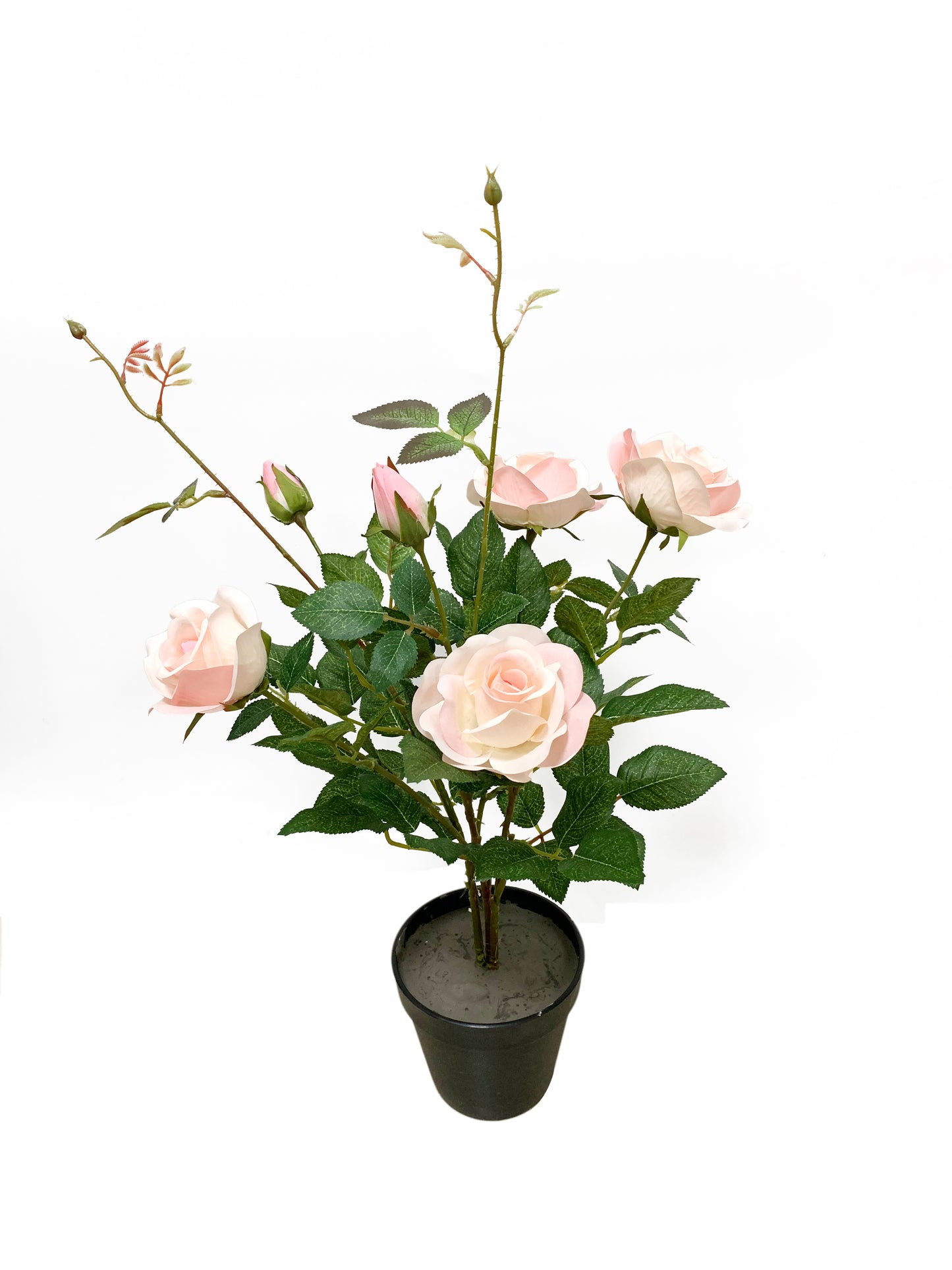 KAO131 Rose-tree H50cm