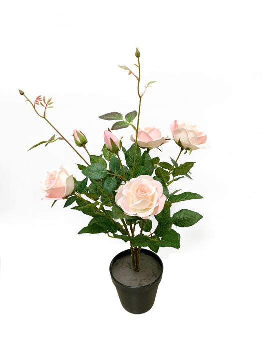 KAO131 Rose-tree H50cm