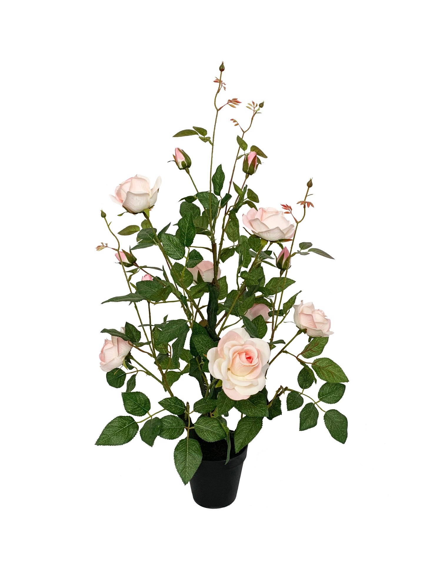 KA0409 Rose-tree H75cm