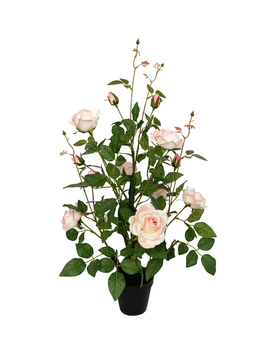 KA0409 Rose-tree H75cm