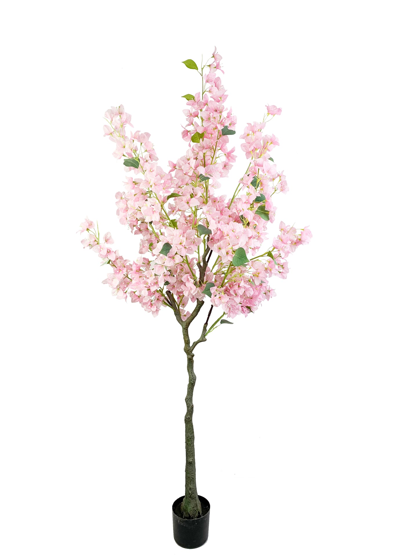 KA0420 Bougainvillea H180cm