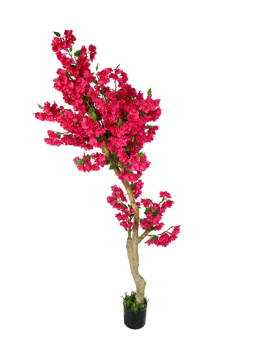 KA0423 Bougainvillea H240cm
