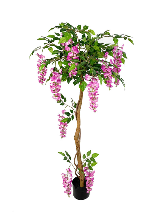 KA0424 Wisteria tree H130cm