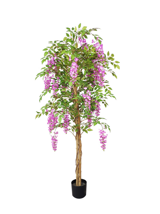 KA0425 Wisteria tree H180cm