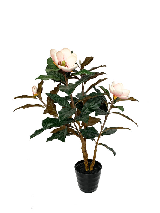 KA0430 Magnolia tree H90cm