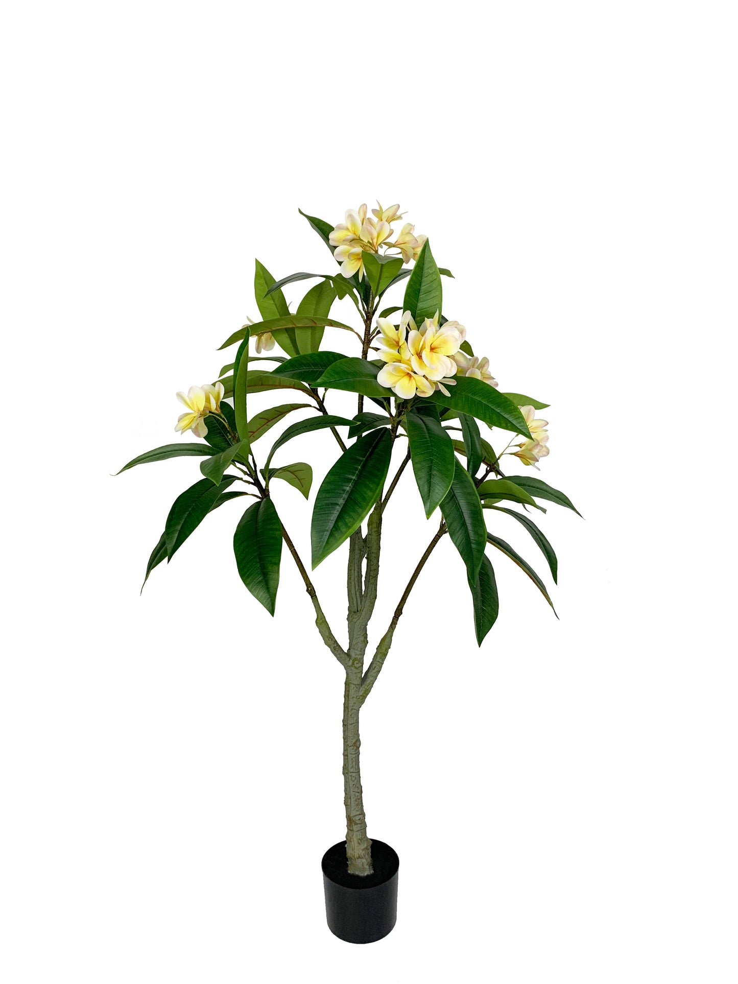 KA0431 Frangipani H130cm