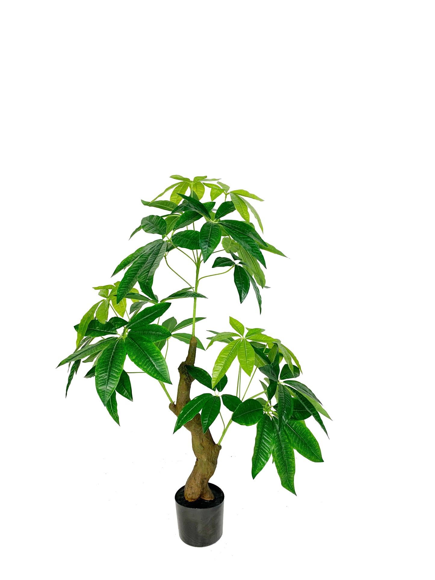 KA0432 Pachira aquatica H110cm