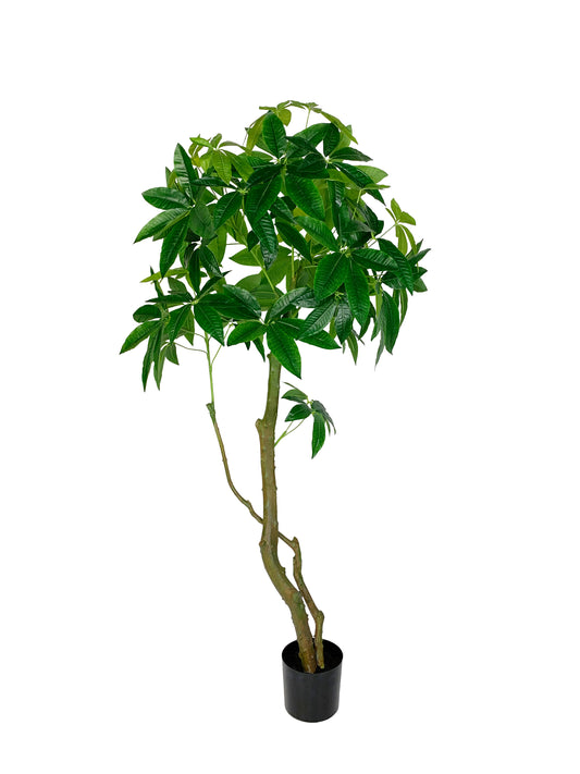 KA0433 Pachira aquatica H180cm
