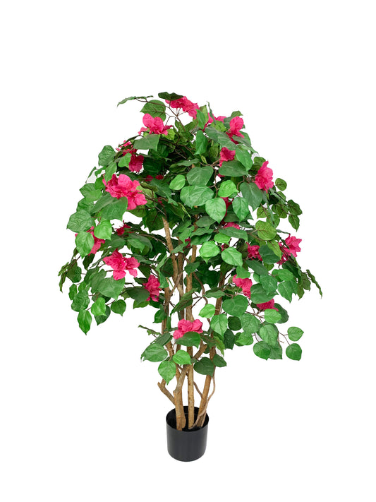 KA0435 Rhododendron tree H120cm