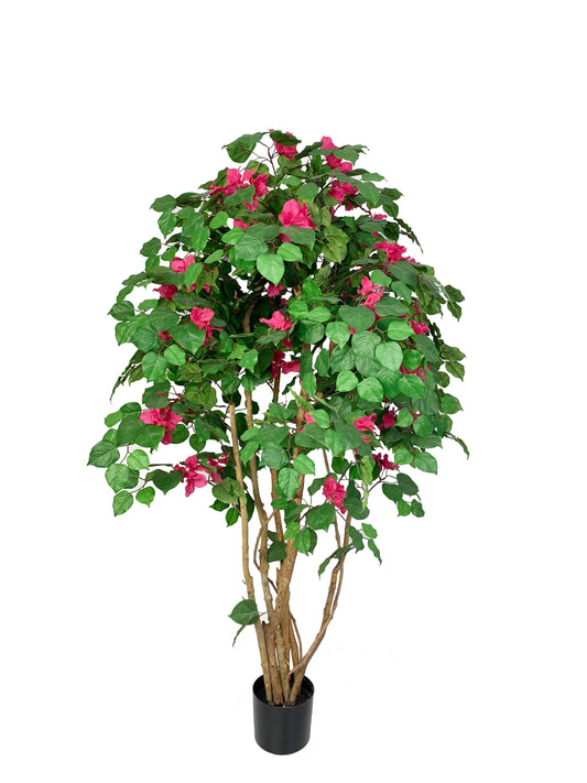 KA0436 Rhododendron tree H150cm