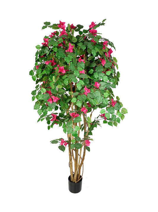 KA0437 Rhododendron tree H180cm