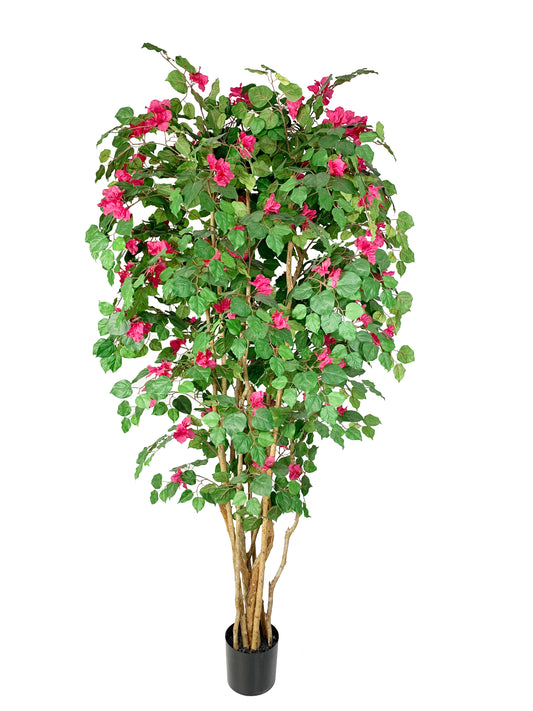 KA0438 Rhododendron tree H210cm