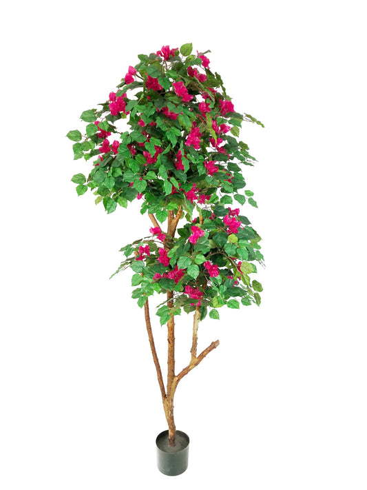 KA0444 Rhododendron tree H220cm