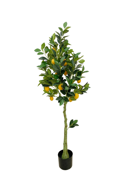 KA0447 Lemon tree H150cm